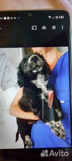 Метисы спаниеля в добрые руки