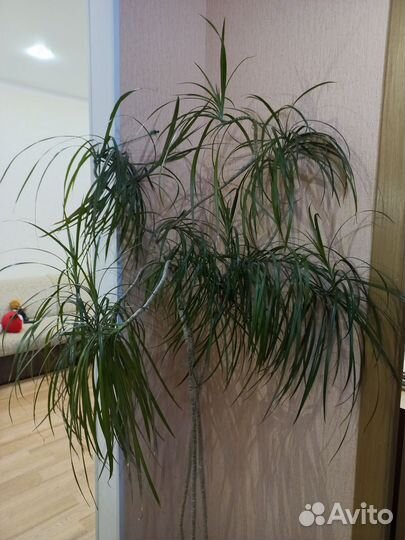 Пальма драцена