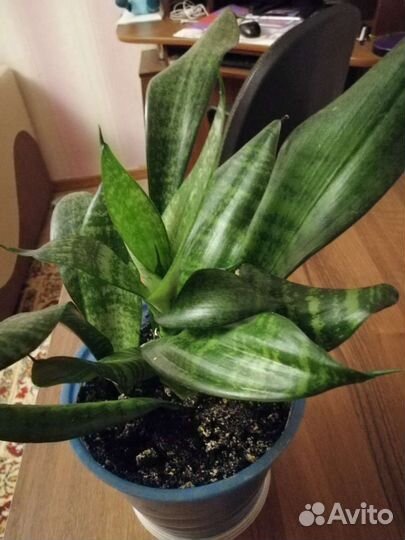 Комнатные цветы