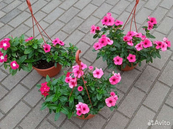 Катарантус