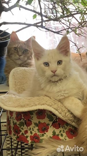 Котята мейн-кун