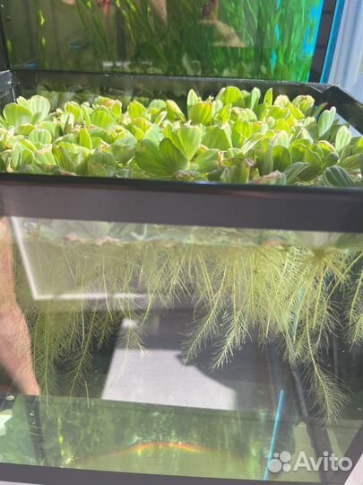 Аквариумное растение пистия
