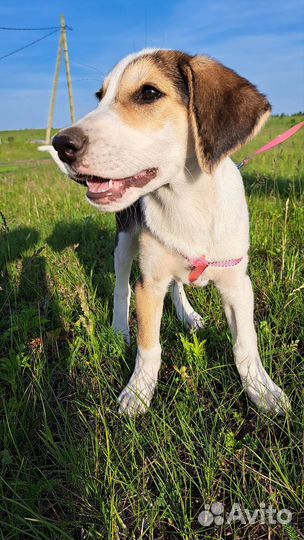 Щенки метисы