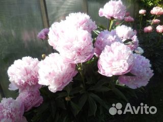 Пионы на срезку