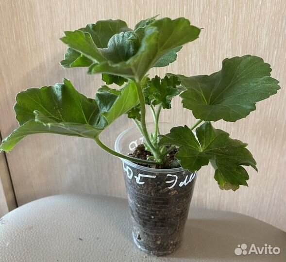 Пеларгония -герань