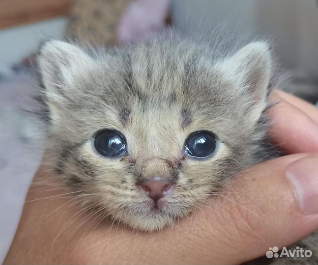 Котятки в добрые руки