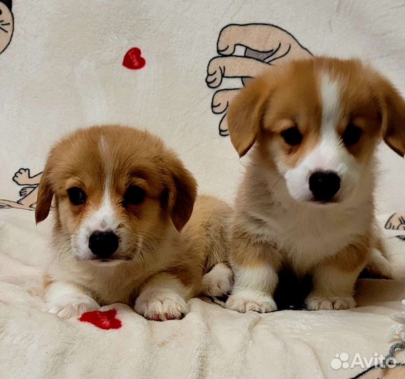 Малыши корги