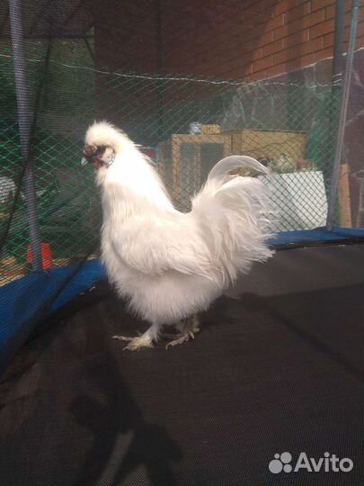 Петухи китайские шелковые