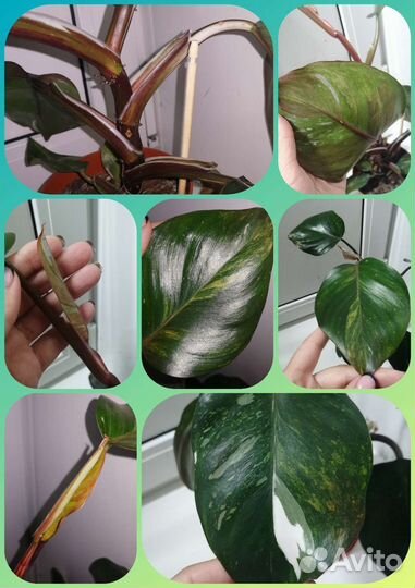 Комнатные растения, ароидные