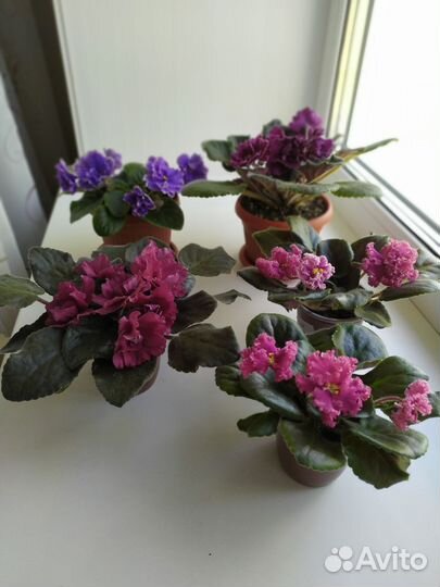 Фиалки сортовые цветущие