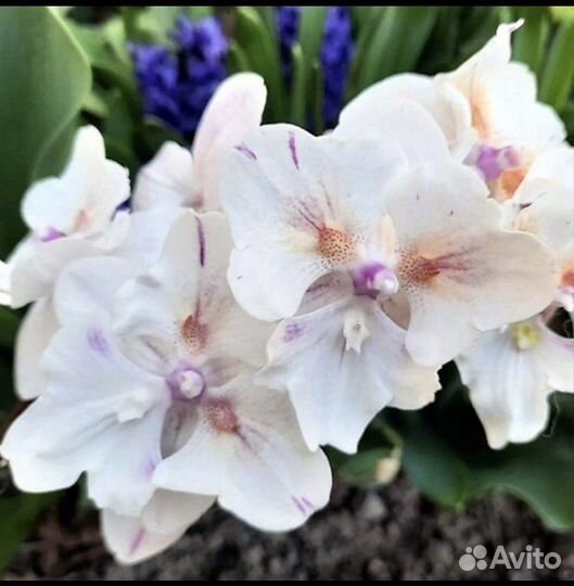 Орхидея P. Popcorn