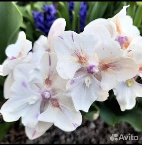 Орхидея P. Popcorn