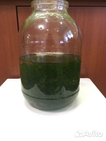 Мох аквариумный