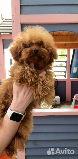 Девочка тедди пудель