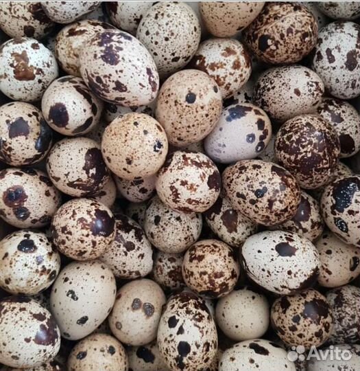 Яйца перепелиные домашние
