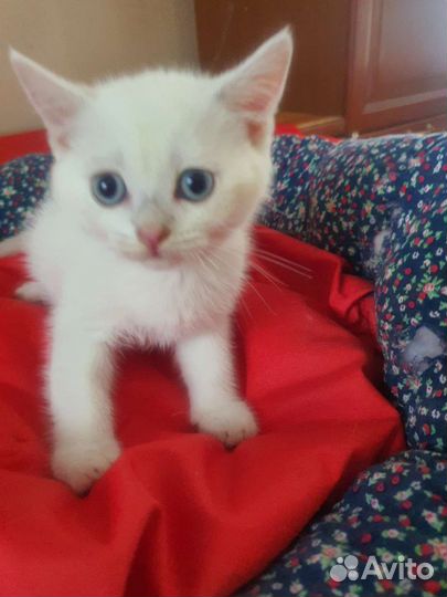 Красивые котятки