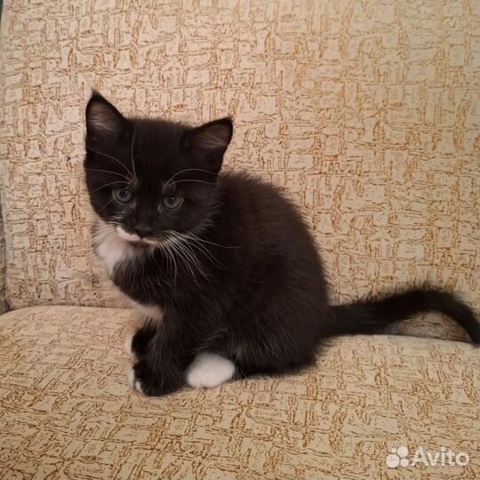 Продам котят