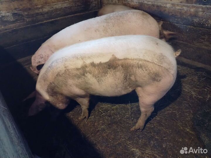 Продам свинок на племя