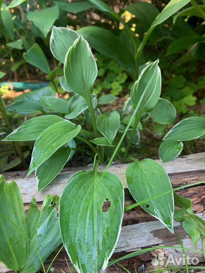Многолетние цветы для дачи