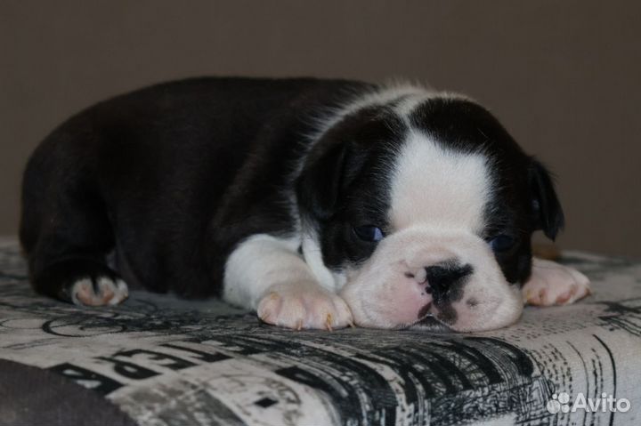 Щенки Бостон Терьер