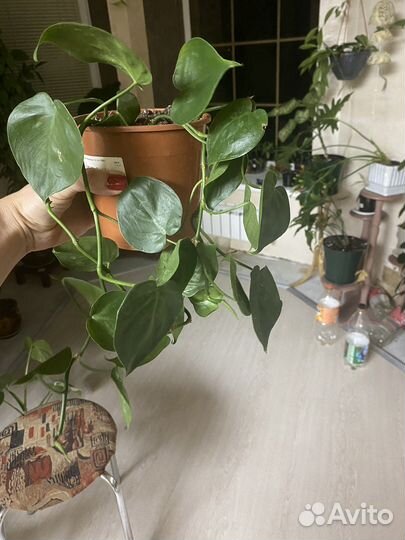 Филодендрон