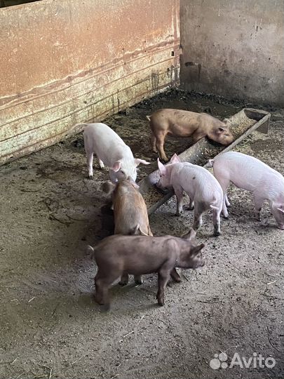 Поросята месяц и десять дней