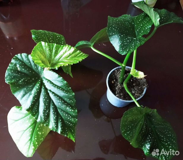 Бегония декоративно лиственная