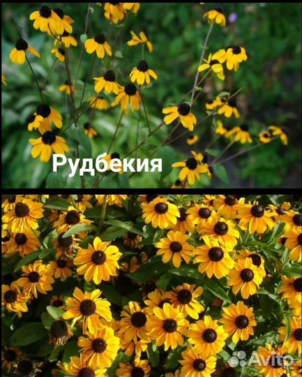 Гвоздика, дельфиниум, пиретрум ромашка