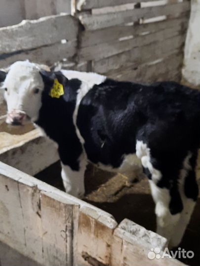 Бычки телята 1,5 мес.свежий привоз