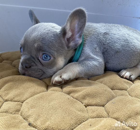 Французский бульдог