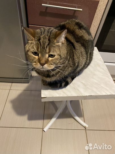 Британский кот