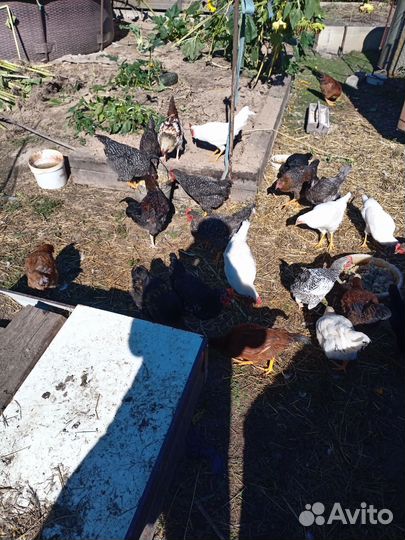 Петухи молодые