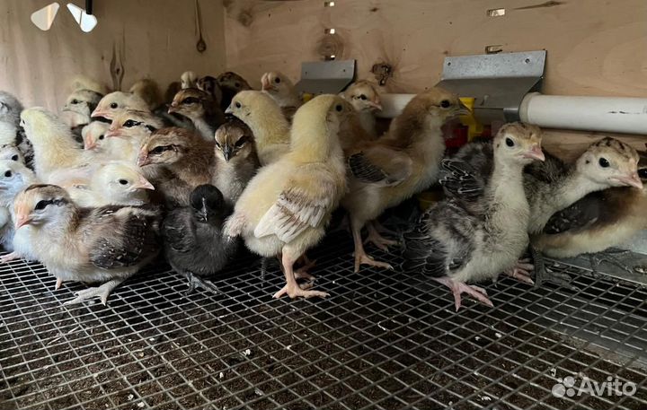 Индюшата и Цыплята