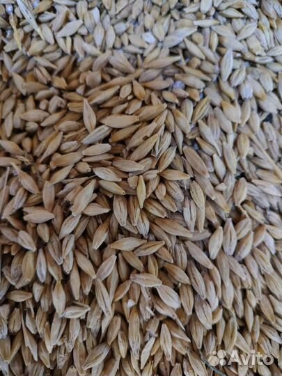Зерно ячмень