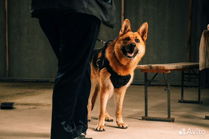 Дрессировка собак