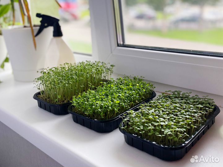 Семена Микрозелень от 50 грамм арт.0039