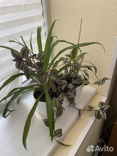 Комнатные растения