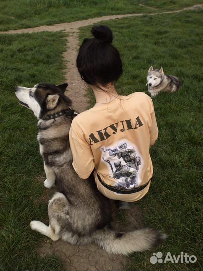 Передержка и выгул домашних собак