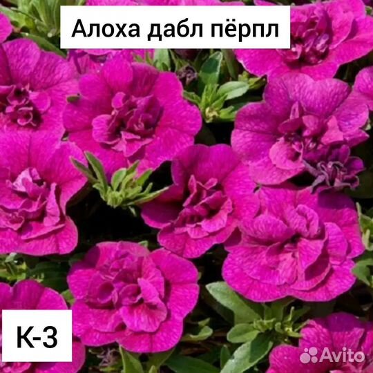 Калибрахоа черенки