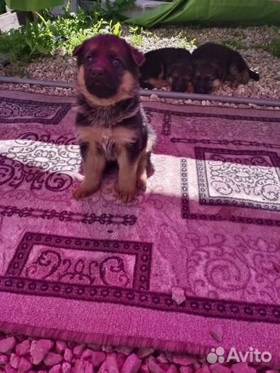 Немецкая овчарка