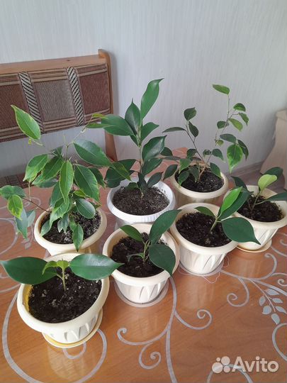 Фикус бенджамина