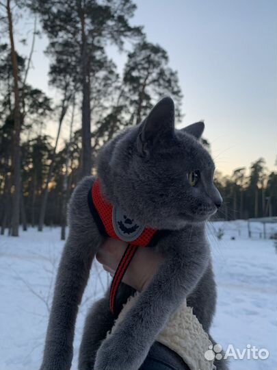 Кот в добрые руки (британец короткошерстый)