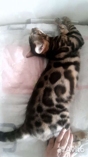 Бенгальские котята