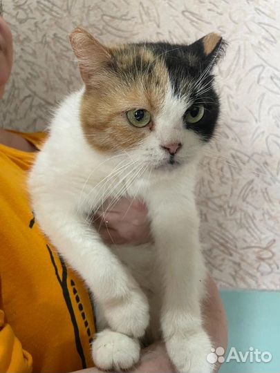 Кошка в дар