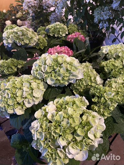 Гортензия крупнолистная