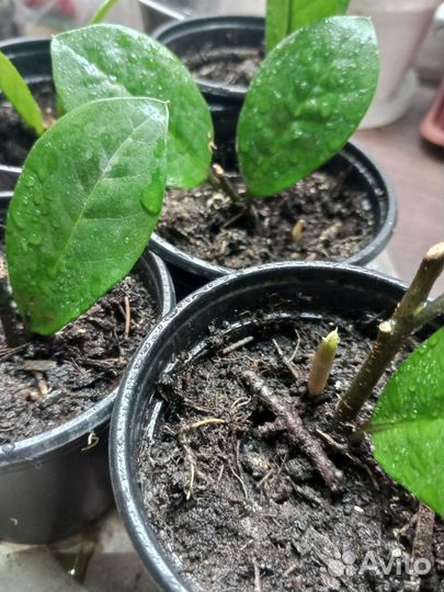 Замиокулькас