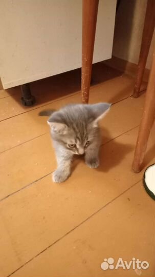Котята, мальчик и девочка в добрые руки бесплатно