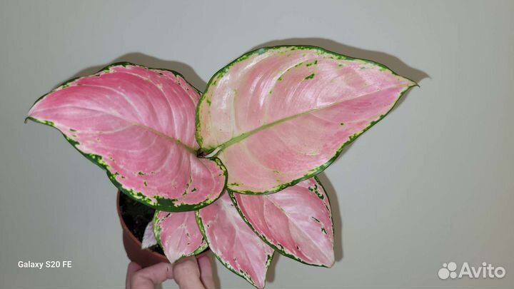 Аглаонема нежно розовая