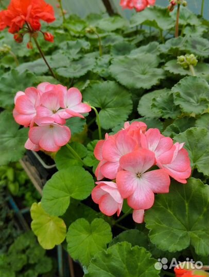 Пеларгония