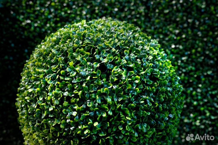 Самшит вечнозеленый (предзаказ)